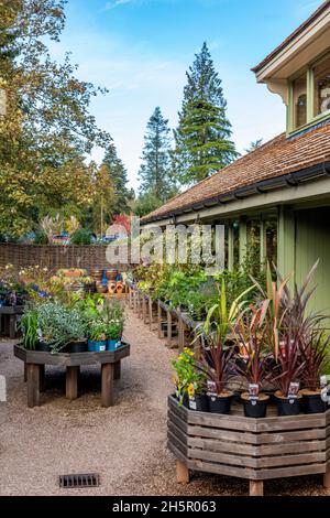 garden centre selling plants for gardens and homes at holkham hall in norfolk, gardening, plant sales, selling plants for gardens, gardeners shopping. Stock Photo