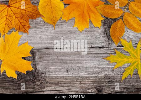 bright yellow autumn leafs on old textured wood background Stock Photo