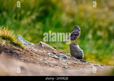 A Alpine Accentor in the wild Stock Photo