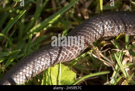 Close-up of  young red-bellied black snake, Pseudechis porphyriacus, in spring, Queensland, Australia. Venemous, black, shiny, cream and red belly. Stock Photo