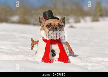 French Bulldog dog dressed up as snowman with full body suit costume with red scarf, fake stick arms and top hat in winter snow landscape Stock Photo
