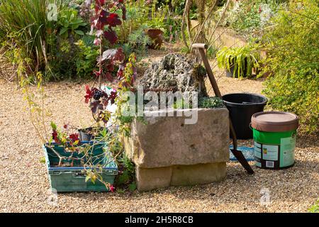 Horticulture, garden maintenance in progress. Tea break. Volunteer gardener absent with leave! Alpine plants growing in a former farm livestock feedin Stock Photo