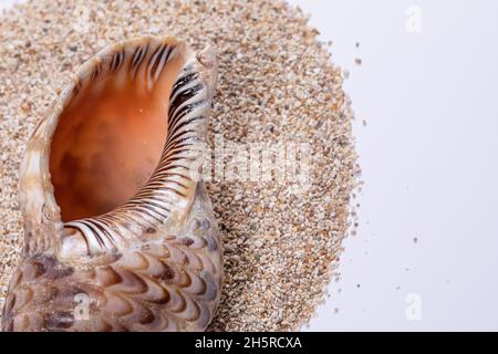 A closeup view of a beautiful seashell lying on a pile of sand Stock Photo