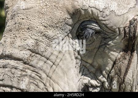 Close-up view on the thick skin around the eye of an African Ele Stock Photo