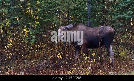 Female moose cow (elk, Alces alces) with brown fur rubbing on tree beside road in autumn season in Jasper National Park, Alberta, Canada in autumn. Stock Photo