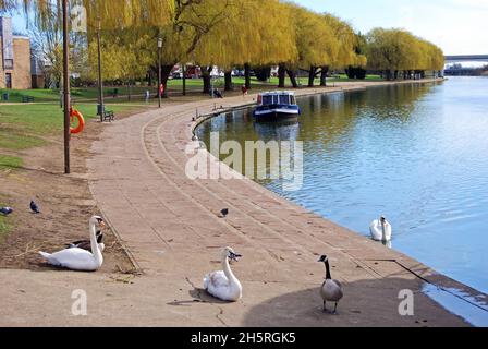 View along the river Nene in the Springtime with mute swans in the foreground, Peterborough, Cambridgeshire, England, UK, Europe. Stock Photo