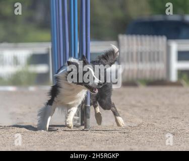 Border Collie doing slalom on a dog agility course Stock Photo