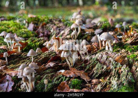 Common bonnet (Mycena Galericulata) on a rotten fallen tree in woodland. Fallen autumn beech leaves surround the groups of mushrooms Stock Photo