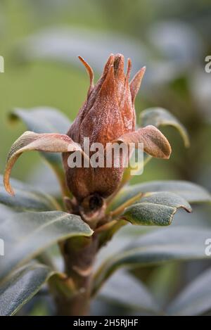 Bud blast (Pycnostysanus azaleae) dead, brown, aborted, diseased flower bud with healthy leaves, Berkshire, March Stock Photo