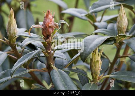 Bud blast (Pycnostysanus azaleae) dead, brown, aborted, diseased flower bud with healthy leaves, Berkshire, March Stock Photo