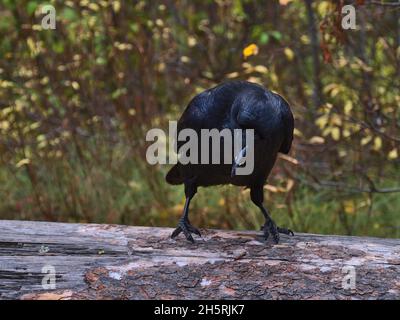 View of common raven bird (Corvus corax) with black feathers and lowered head perching on a tree trunk in Jasper National Park, Alberta, Canada. Stock Photo
