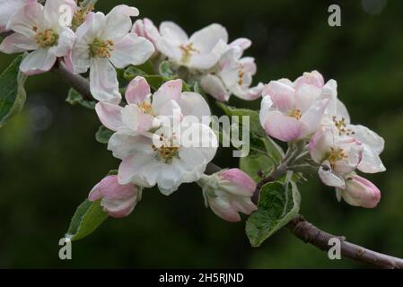 King flowers and opening flower buds on an apple branch variety Bramley in spring, this variety is grown for cooking, Berkshire, May Stock Photo