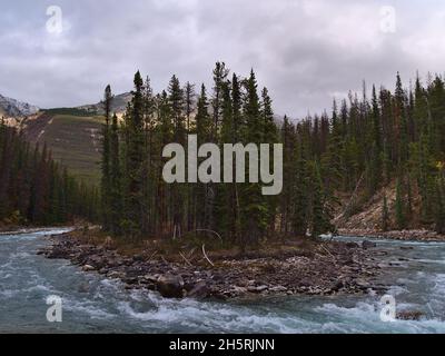 Beautiful view of Sunwapta River in autumn season with trees on little island surrounded by coniferous forest in autumn season near Icefields Parkway. Stock Photo