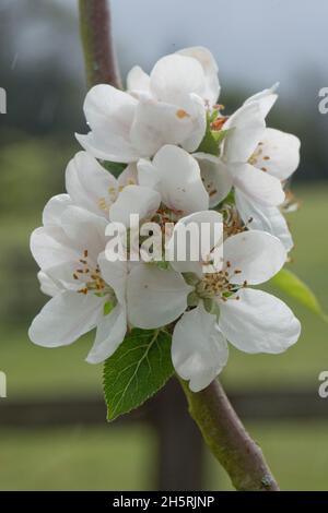 Flowers and opening flower buds and young leaves on an apple branch variety Discovery in spring, this variety is grown for eating, Berkshire, May Stock Photo