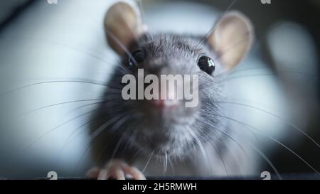 sweet rat looking straight into camera Stock Photo