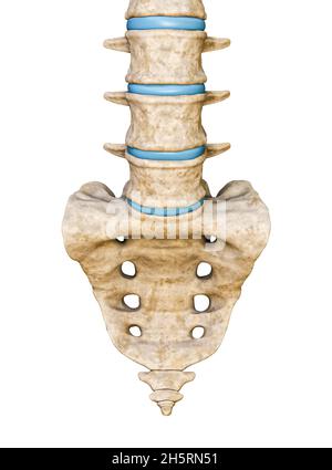 Lumbar Spine - Anterior view / Front view Stock Photo - Alamy