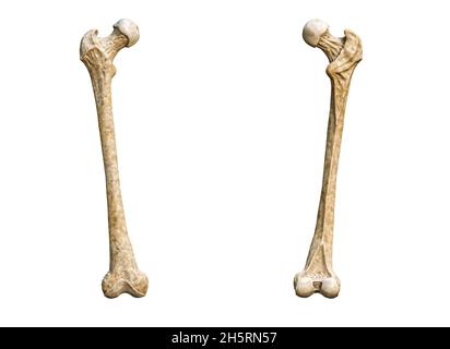 Anterior or front and posterior or back view of a detailed human femur bone isolated on white background with copy space 3D rendering illustration. Bl Stock Photo