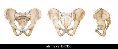 Male Human pelvis and sacrum bones posterior, anterior and lateral views isolated on white background 3D rendering illustration. Blank anatomical char Stock Photo