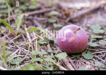 A ripe apple lies on a dry autumn ground. Stock Photo