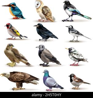 collection of vector images of birds Stock Vector Image & Art - Alamy