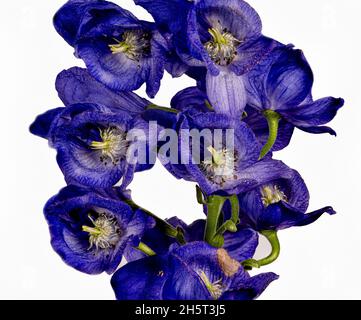 Monkshood, Aconitum Carmichaelii‚ Arendsii. Botanical Garden, KIT, Karlsruhe, Germany, Europe Stock Photo