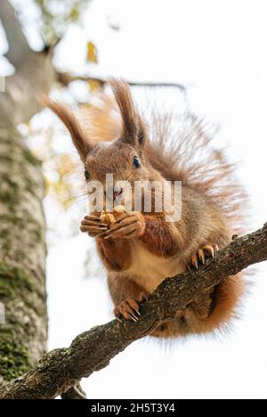 Red squirrel or Sciurus vulgaris eats walnut on tree branch close-up. Portrait of funny cute rodent eating and looking at camera, selective focus, bottom view. Stock Photo