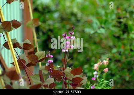 small purple flowers on a hedge in the garden, in summer Stock Photo