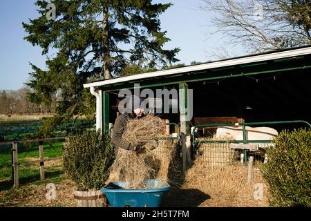 Farmer feeding hay to goats in a shed, on a sunny winter morning. Stock Photo
