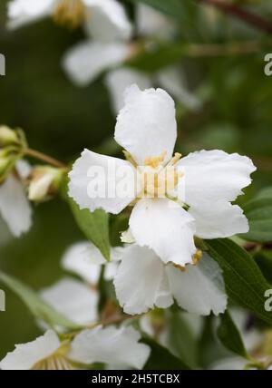 PHILADELPHUS flowering in garden Stock Photo