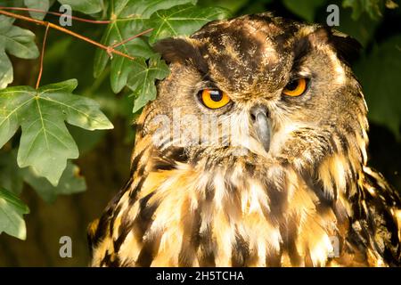Eurasian eagle-owl, Bubo bubo, sitting in a field maple, leaves Stock Photo