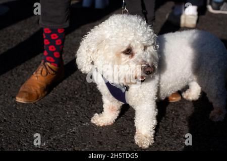 London, England. 11th November 2021. Hubert the dog with owner who is wearing socks with poppies on during a service of remembrance for Armistice Day at Whitehall, London Credit: Sam Mellish / Alamy Live News Stock Photo