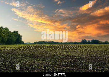 Wide angle view at young corn fields spring time somewhere in Ukraine Stock Photo