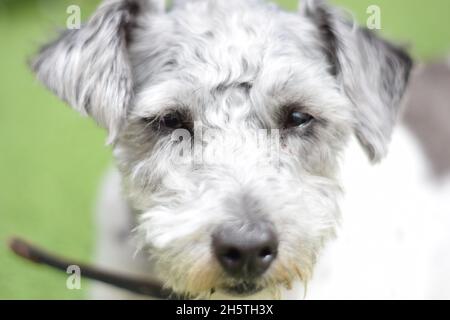 Portrait of a pet Jackapoo dog in the UK. Jack Russell Terrier crossed ...