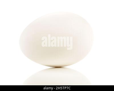 Goose Egg on white Background Stock Photo
