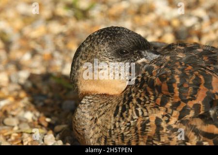 An African White-backed Duck, Thalassornis leuconotus, resting on the bank at the waters edge at Arundel wetland wildlife reserve. Stock Photo