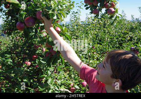 Young boy reaching to pick an apple from an apple tree at an apple orchard on a sunny day. Stock Photo