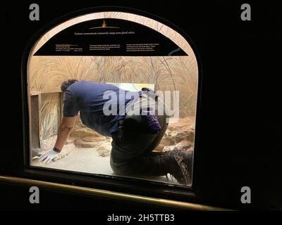 Zoo keeper cleaning a mouse exhibit Stock Photo