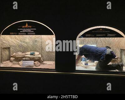 Zoo keeper cleaning a mouse exhibit Stock Photo