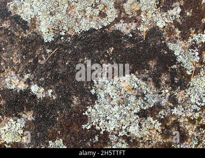 Grey stone with green and brown moss, background texture, moist. Colordul lichen on a stone Stock Photo