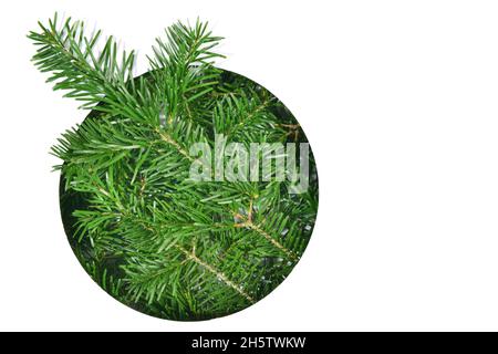 Christmas Fir Branches through round white Paper isolated on white Background Stock Photo