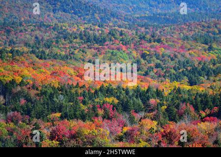 Marlboro, Vermont, USA. Spectacular color is ignited as trees flash their autumn colors in the Hogback Mountain Conservation area. Stock Photo