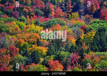 Marlboro, Vermont, USA. Spectacular color is ignited as trees flash their autumn colors in the Hogback Mountain Conservation area. Stock Photo