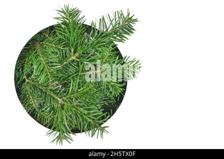 Christmas Fir Branches through round white Paper isolated on white Background Stock Photo