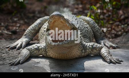 Siamese Crocodile, Crocodylus siamensis, Thailand Stock Photo