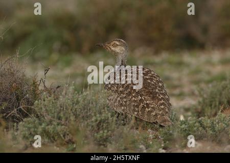 Houbara bustard are protected  with protected habitat on Lanzarote.  The population is stable but declining worldwide through hunting and habitat loss Stock Photo