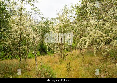 Hike to Paramo de Guacheneque, birthplace of the Bogota River. Lichen on shrub, typical of the andean vegetation. at Villapinzón, Cundinamarca, Colomb Stock Photo