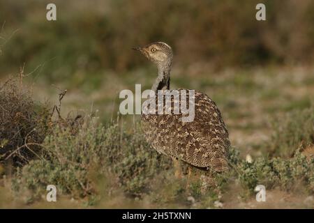 Houbara bustard are protected  with protected habitat on Lanzarote.  The population is stable but declining worldwide through hunting and habitat loss Stock Photo