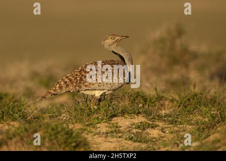 Houbara bustard are protected  with protected habitat on Lanzarote.  The population is stable but declining worldwide through hunting and habitat loss Stock Photo