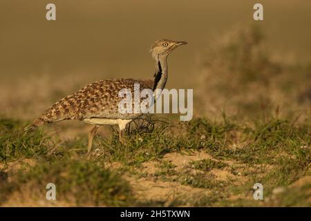 Houbara bustard are protected  with protected habitat on Lanzarote.  The population is stable but declining worldwide through hunting and habitat loss Stock Photo