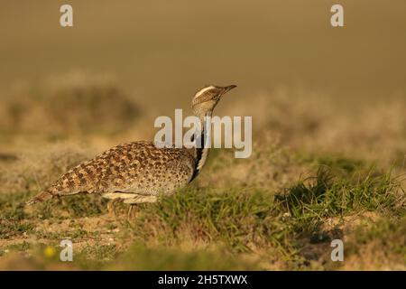 Houbara bustard are protected  with protected habitat on Lanzarote.  The population is stable but declining worldwide through hunting and habitat loss Stock Photo